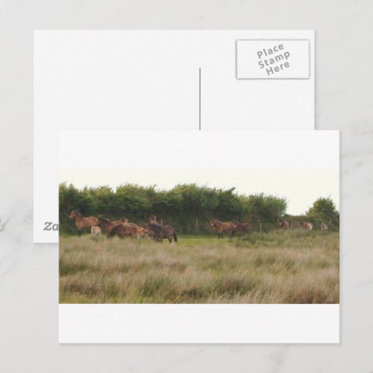 ponies.jpg ポストカード (正面/裏面)