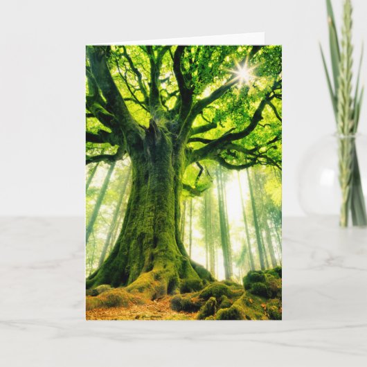 Ponthusのブナ カード (正面)