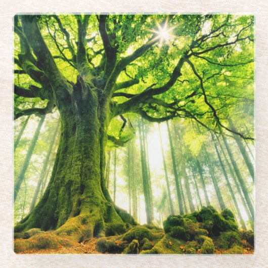 Ponthusのブナ ガラスコースター (正面)