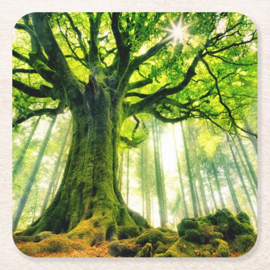 Ponthusのブナ スクエアペーパーコースター (正面)