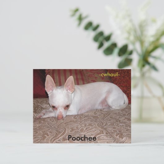 Pooche, -cwhaul- ポストカード (スタンド正面)