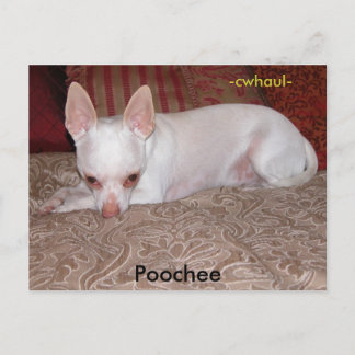 Pooche, -cwhaul- ポストカード