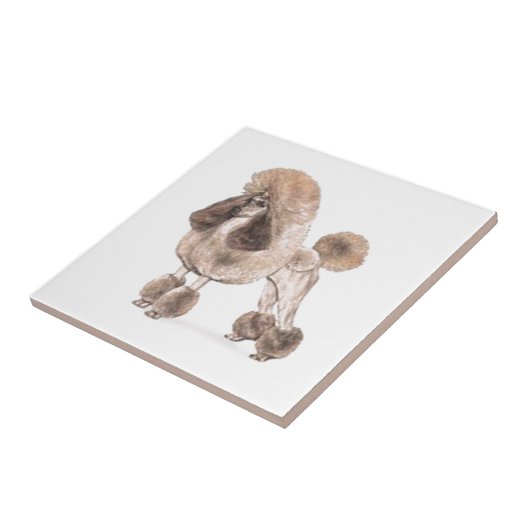 Poodle - – コートを表示 タイル (側面)