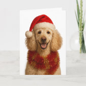 Poodle Christmas card カード (正面)
