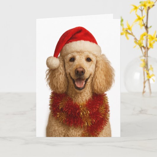 Poodle Christmas card カード (黄色い花)