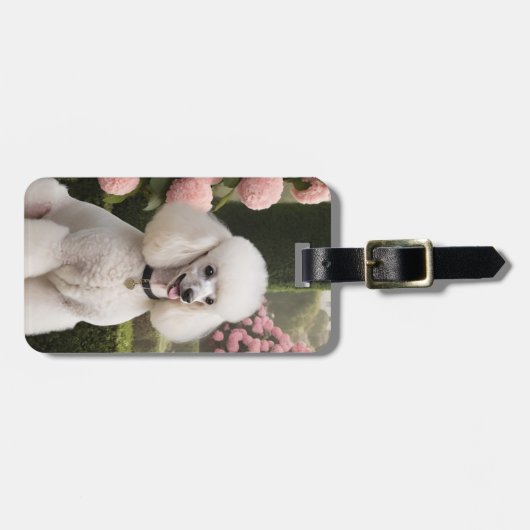 Poodle Luggage Tag ラゲッジタグ (正面横)
