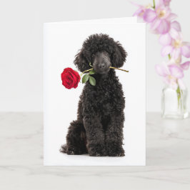 Poodle Valentine カード