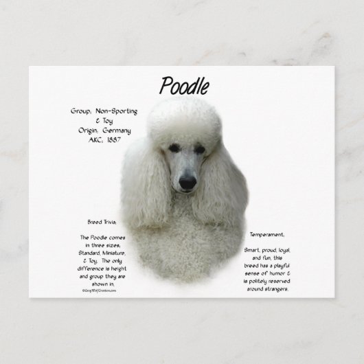 Poodle (wht)履歴デザイン ポストカード (正面)