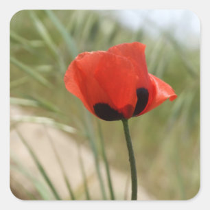 Poppyスタンプ スクエアシール