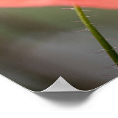 Poppy自然写真 ポスター (角)