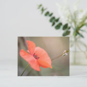 Poppy自然写真 ポストカード (スタンド正面)