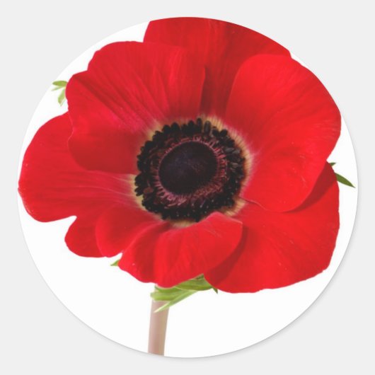 POPPY of Remembrance ラウンドシール (正面)