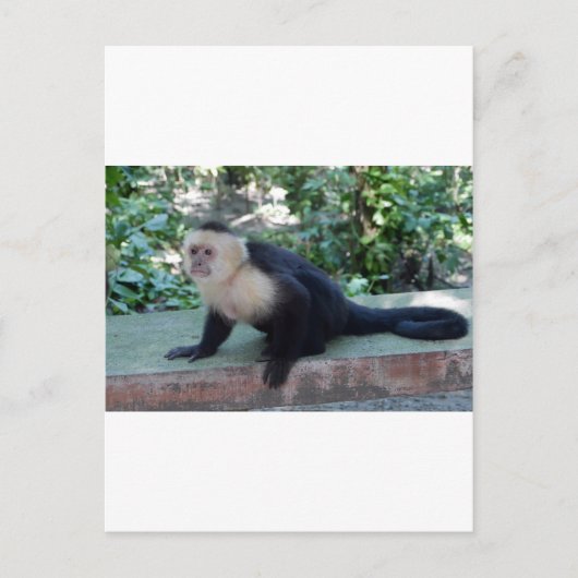 Portrait.JPG ポストカード (正面)