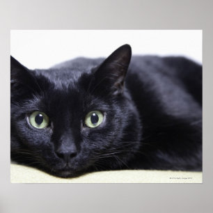Portrait of a Cat ポスター