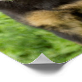 Portrait of a German Shepherd ポスター (角)