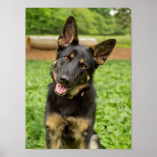 Portrait of a German Shepherd ポスター