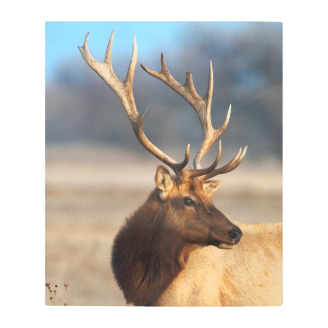 Portrait of a Stunning Bull Elk メタルプリント (正面)