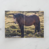 Portrait of Bello Greeting Card 招待状 (内部)