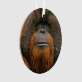 Portrait of Orang-utang Male, Georgia, USA オーナメント (正面)