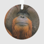 Portrait of Orang-utang Male, Georgia, USA オーナメント (裏面)