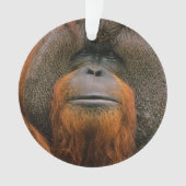 Portrait of Orang-utang Male, Georgia, USA オーナメント (正面)