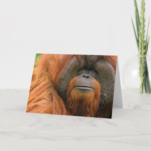 Portrait of Orang-utang Male, Georgia, USA カード (正面)