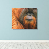 Portrait of Orang-utang Male, Georgia, USA キャンバスプリント (インサイチュ (ウッドフロア))