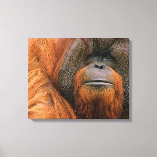 Portrait of Orang-utang Male, Georgia, USA キャンバスプリント (正面)