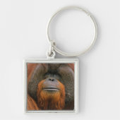 Portrait of Orang-utang Male, Georgia, USA キーホルダー (正面)
