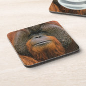 Portrait of Orang-utang Male, Georgia, USA コースター (左側)