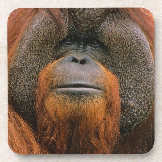 Portrait of Orang-utang Male, Georgia, USA コースター (正面)