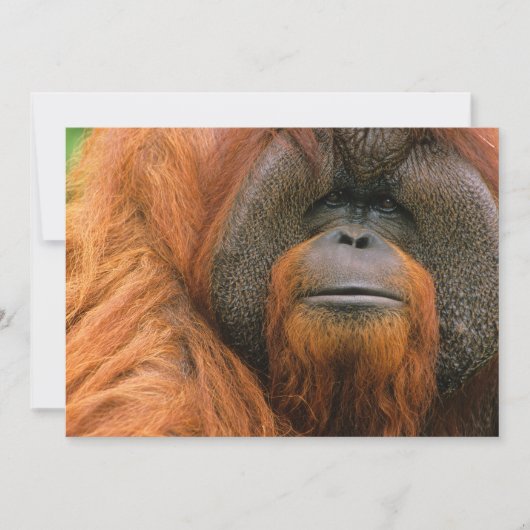 Portrait of Orang-utang Male, Georgia, USA サンキューカード (正面)