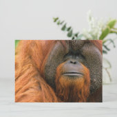 Portrait of Orang-utang Male, Georgia, USA サンキューカード (スタンド正面)