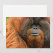 Portrait of Orang-utang Male, Georgia, USA サンキューカード (正面/裏面)