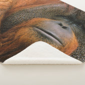 Portrait of Orang-utang Male, Georgia, USA シェルパブランケット (3/4)