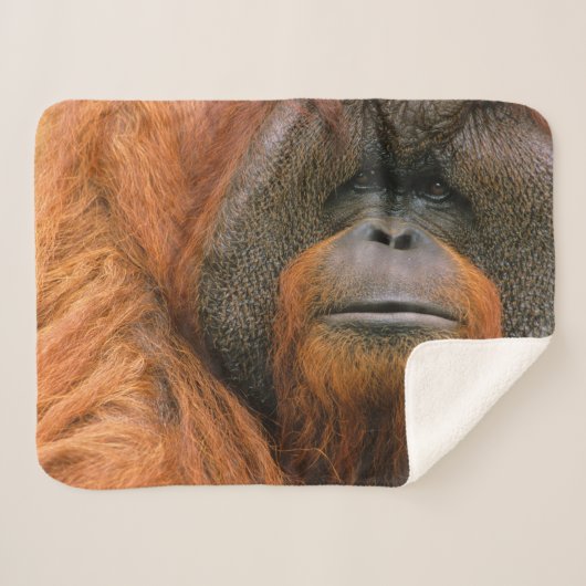 Portrait of Orang-utang Male, Georgia, USA シェルパブランケット (正面(横))