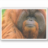 Portrait of Orang-utang Male, Georgia, USA シール (正面)