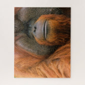 Portrait of Orang-utang Male, Georgia, USA ジグソーパズル (縦)