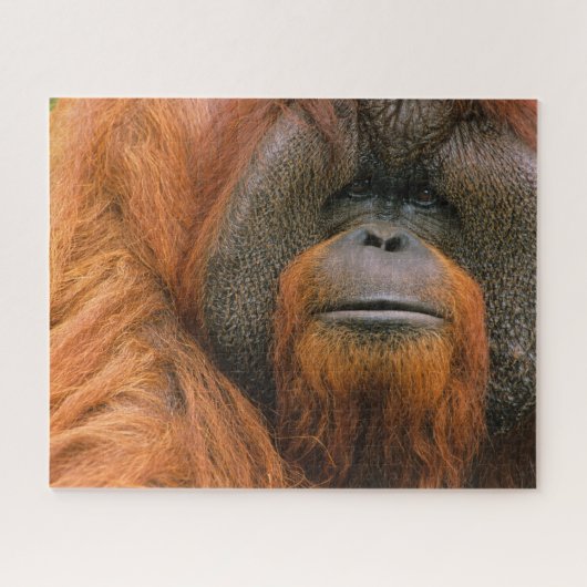 Portrait of Orang-utang Male, Georgia, USA ジグソーパズル (横)