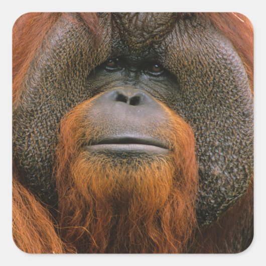 Portrait of Orang-utang Male, Georgia, USA スクエアシール (正面)