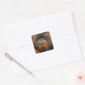 Portrait of Orang-utang Male, Georgia, USA スクエアシール (封筒)