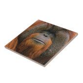 Portrait of Orang-utang Male, Georgia, USA タイル (側面)