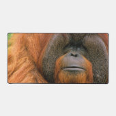 Portrait of Orang-utang Male, Georgia, USA デスクマット (正面)