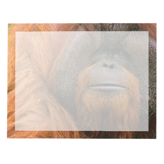 Portrait of Orang-utang Male, Georgia, USA ノートパッド (正面)