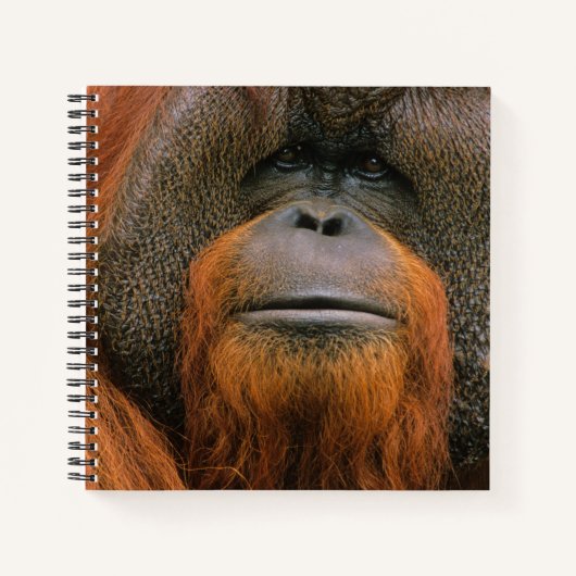 Portrait of Orang-utang Male, Georgia, USA ノートブック (正面)