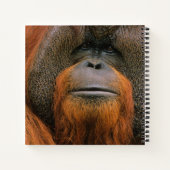 Portrait of Orang-utang Male, Georgia, USA ノートブック (裏面)