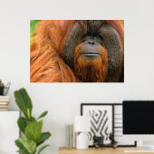Portrait of Orang-utang Male, Georgia, USA ポスター (ホームオフィス)
