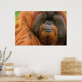 Portrait of Orang-utang Male, Georgia, USA ポスター (キッチン)