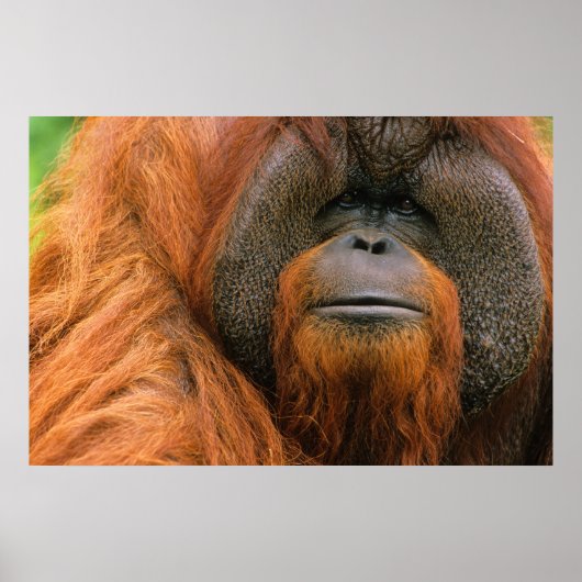 Portrait of Orang-utang Male, Georgia, USA ポスター (正面)