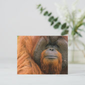 Portrait of Orang-utang Male, Georgia, USA ポストカード (スタンド正面)